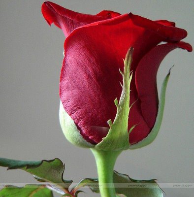 Lovely